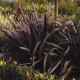 PHORMIUM TENAX - PURPUREA NZ FLAX HARAKEKE